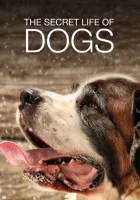  Тайная жизнь собак смотреть онлайн сериал 1 сезон 